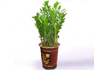 金錢(qián)樹(shù)對(duì)家居環(huán)境的影響-金錢(qián)樹(shù)的風(fēng)水學(xué)應(yīng)用