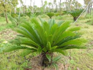 蘇鐵對(duì)家居環(huán)境的影響-蘇鐵的風(fēng)水學(xué)應(yīng)用