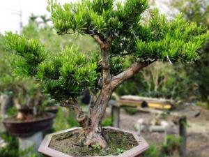 羅漢松對家居環(huán)境的影響-羅漢松的風(fēng)水學(xué)應(yīng)用