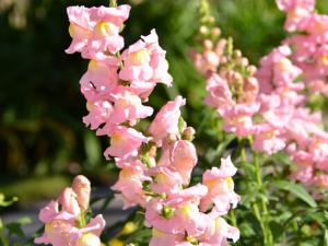 金魚草與家居風(fēng)格的搭配-金魚草的風(fēng)水學(xué)應(yīng)用