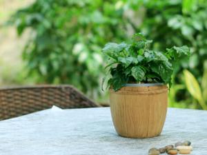 綠寶的風水學應用-綠寶的養殖方法