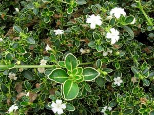 六月雪的風水學應用-六月雪在家居中的作用