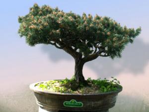 五針松的風水學應用-五針松在家居中的作用