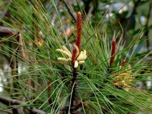 馬尾松的風水學應用-馬尾松的養殖方法