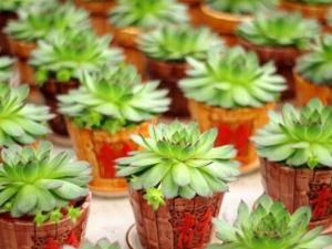 寶石花的風水學應用-寶石花在家居中的作用