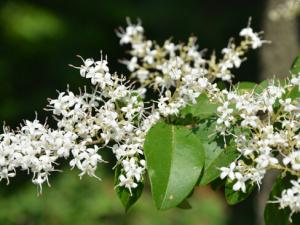 女貞與家居風(fēng)格的搭配-女貞的風(fēng)水學(xué)應(yīng)用