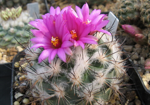 紅梅殿與家居風(fēng)格的搭配-紅梅殿在家居中的作用