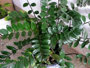 翡翠木的風(fēng)水學(xué)應(yīng)用-翡翠木在家居中的作用