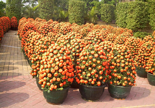 年橘與家居風(fēng)格的搭配-年橘在家居中的作用