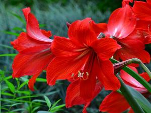 朱頂紅與家居風格的搭配-朱頂紅在家居中的作用