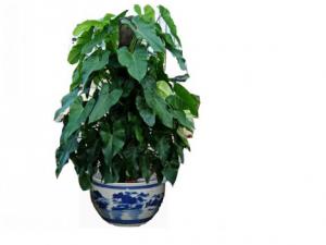 喜林芋的風水學應用-喜林芋的養殖方法