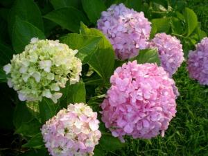 繡球花與家居風格的搭配-繡球花的風水學應用