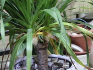 山海帶的風水學應用-山海帶的養殖方法