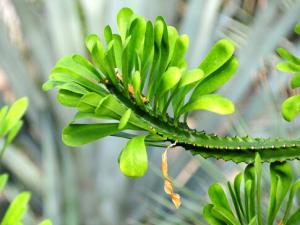 霸王鞭與家居風格的搭配-霸王鞭在家居中的作用