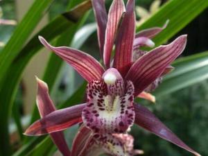 墨蘭與家居風格的搭配-墨蘭的風水學應用