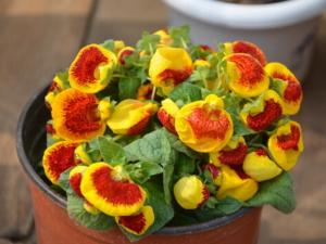 荷包花對(duì)環(huán)境的影響-荷包花的風(fēng)水作用