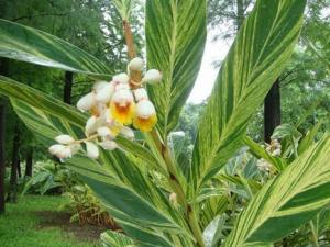 花葉良姜與家居風格的搭配-花葉良姜的風水學應用