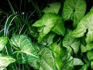 合果芋與家居風(fēng)格的搭配-合果芋在家居中的作用