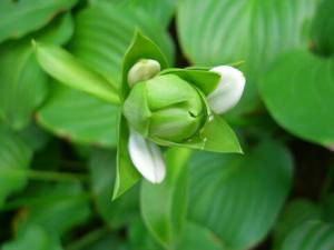 ?驅蚊草的風水學應用-驅蚊草的養殖方法