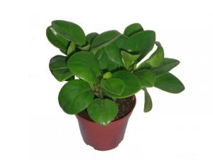 碧玉花的風水學應用-碧玉花的養殖方法