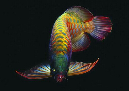 龍魚的基本介紹-龍魚的風水學應用