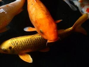 錦鯉魚的品種-錦鯉魚的養護