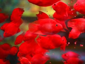 血鸚鵡的基本介紹-血鸚鵡的風水學應用