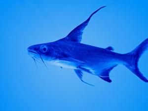 成吉思汗魚的品種介紹-成吉思汗魚的魚缸擺放位置