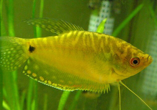 瑪麗魚的品種介紹-瑪麗魚的魚缸擺放位置