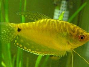 瑪麗魚的品種介紹-瑪麗魚的魚缸擺放位置