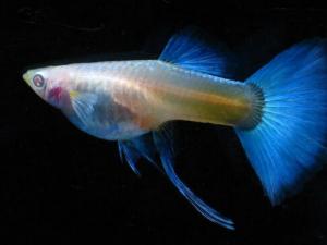 孔雀魚的風水學應用-孔雀魚的品種介紹