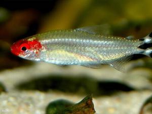 紅鼻剪刀魚的簡介-紅鼻剪刀的魚缸擺放位置