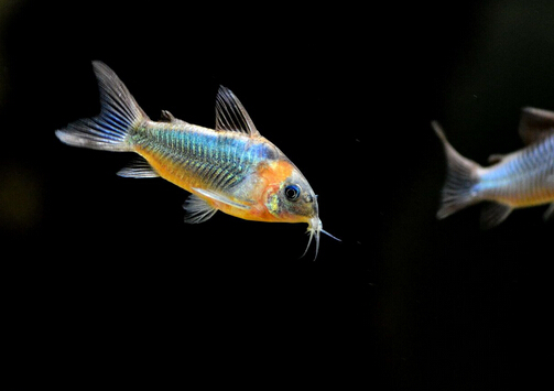 鼠魚的風(fēng)水學(xué)應(yīng)用-鼠魚的魚缸擺放位置