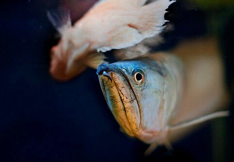 銀龍魚的風(fēng)水學(xué)應(yīng)用-銀龍魚的魚缸擺放位置