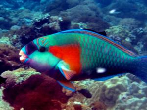 鸚哥魚的風(fēng)水學(xué)應(yīng)用-鸚哥魚的品種介紹