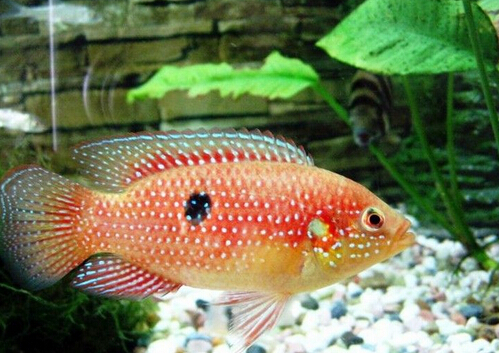 寶石魚的風水學應用-寶石魚的品種介紹