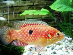 寶石魚的風水學應用-寶石魚的品種介紹