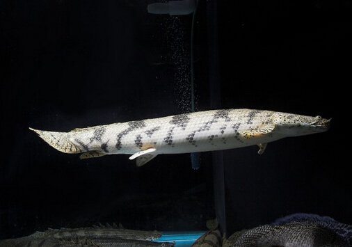 恐龍魚的風水學應用-恐龍魚的魚缸擺放位置