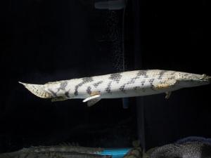 恐龍魚的風(fēng)水學(xué)應(yīng)用-恐龍魚的魚缸擺放位置