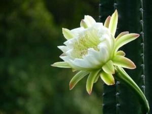 龍骨花的養殖方法-龍骨花在家居中的作用