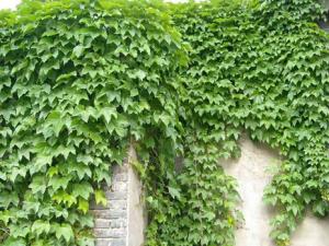 爬山虎的養護方法-爬山虎對家居環境的作用