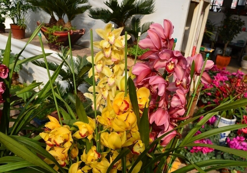 大花蕙蘭的養(yǎng)殖方法-大花蕙蘭的介紹