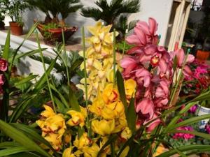 大花蕙蘭的養殖方法-大花蕙蘭的介紹