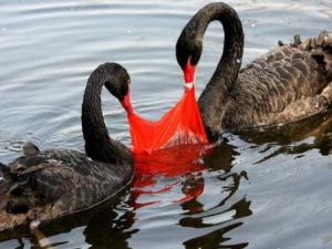 塑料袋對環境的危害有哪些?塑料袋的毒性