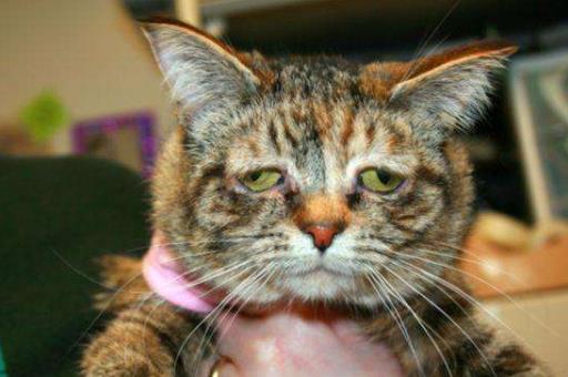 囧是什么意思?囧字怎么讀?囧是漢字嗎?網絡用語囧是什么意思