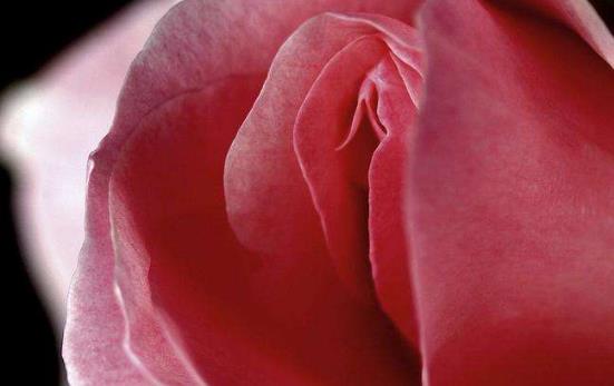 木耳黑是什么意思?為什么說女人黑木耳?粉木耳為什么會變黑木耳