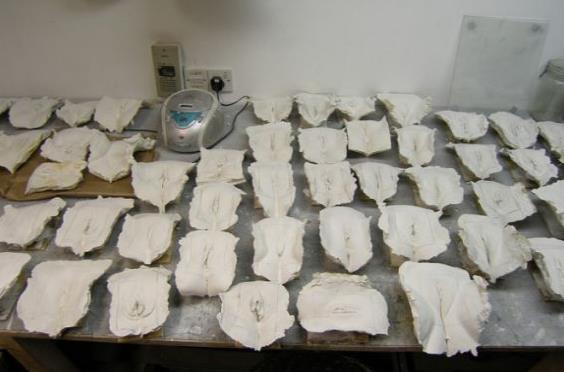 奇!英國男藝術家造女陰木耳長城