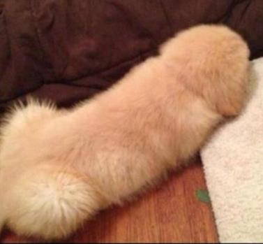 隔壁老王是什么意思?隔壁老王在練腰 隔壁老王的內涵搞笑段子