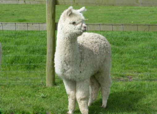 草泥馬是什么意思?羊駝為什么叫草泥馬?羊駝為什么叫神獸