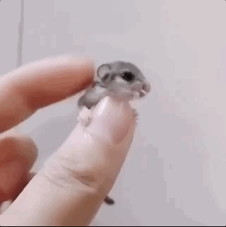 盤它是什么意思什么梗 甭管是啥盤它就對了 2019年首個網絡流行語